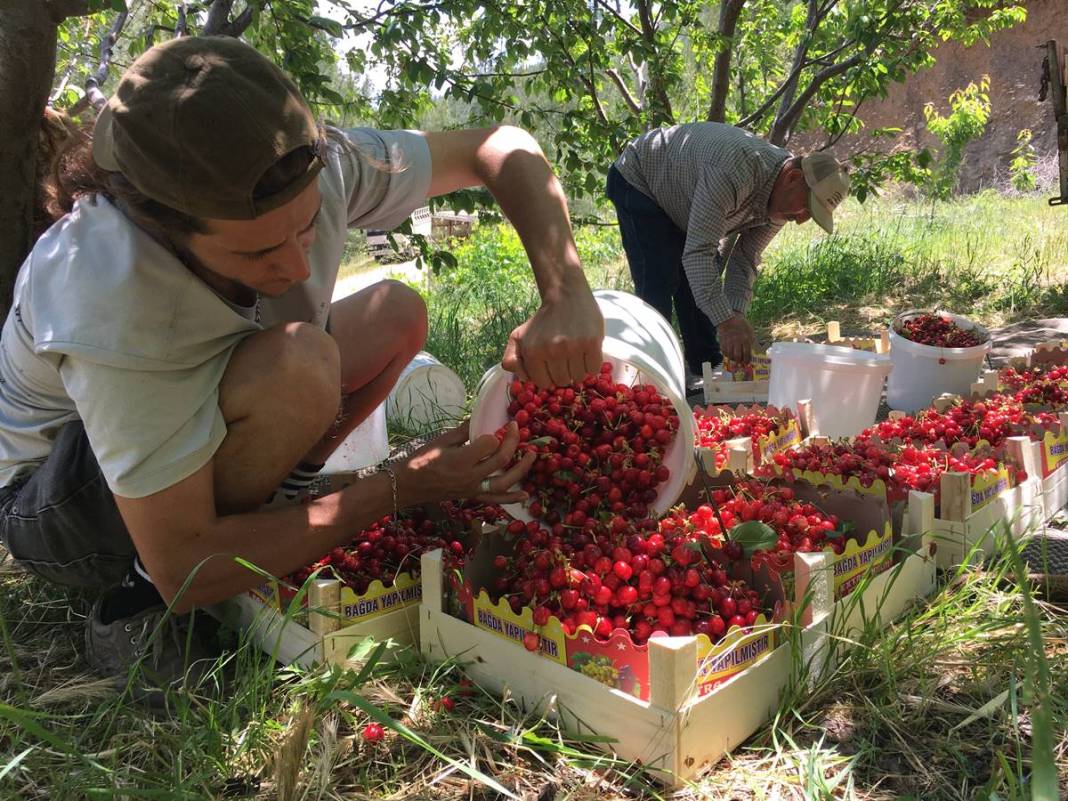 Yurt dışına tonlarca ihraç ediliyor: İç pazarda kilosu 70 TL! Hasat başladı, pazar sıkıntısı yok 2